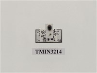 藏品(孟氏隱唇瓢蟲)的圖片